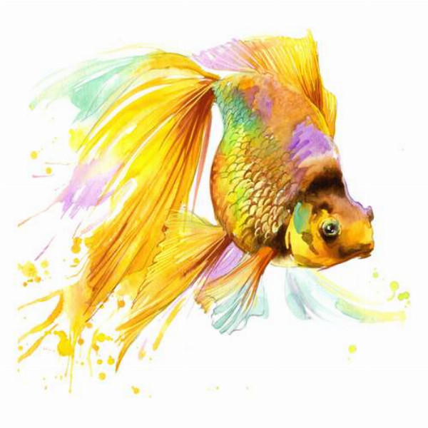 Цветной блеск чешуи золотой рыбки