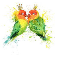 Королевская пара попугаев неразлучников
