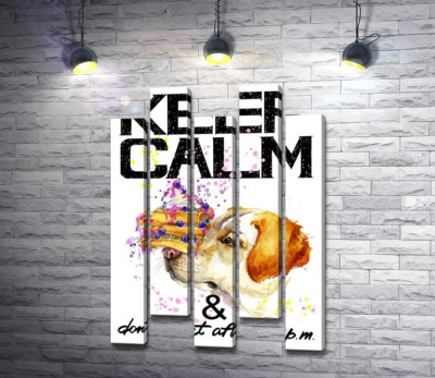 Черничный торт на носу у собаки среди надписи "keep calm and don't eat after 6 p.m."