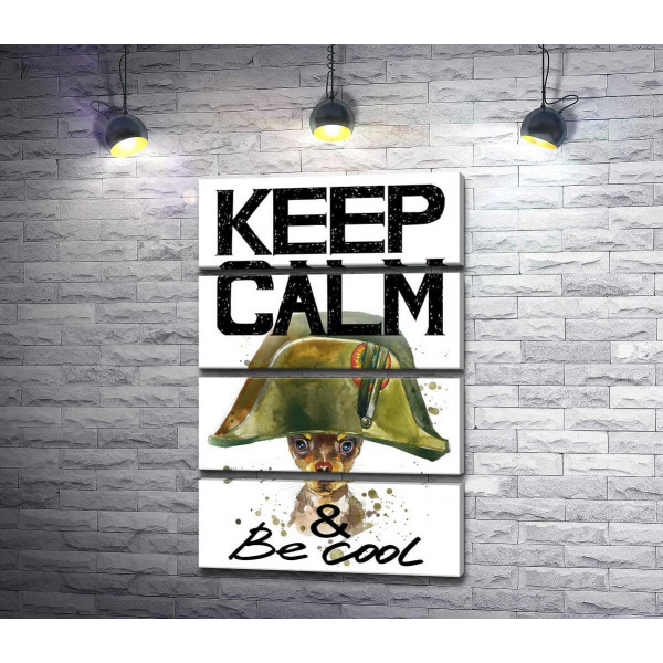 Чихуахуа в шапке Наполеона среди надписи "keep calm and be cool"