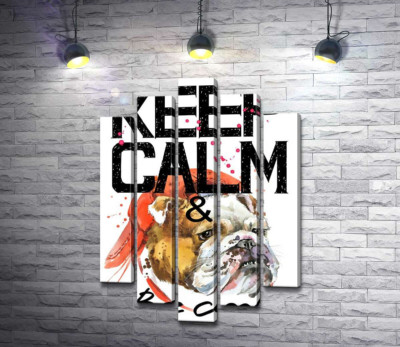 Бульдог в красной кепке среди надписи "keep calm and be cool"