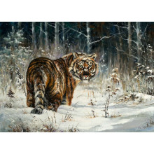 Амурский тигр стоит на заснеженной лужайке