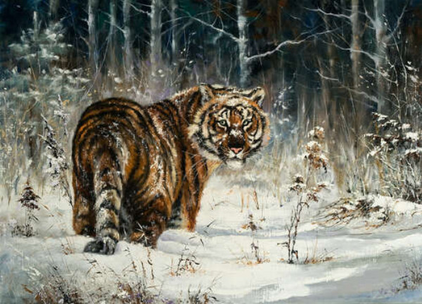 Амурский тигр стоит на заснеженной лужайке