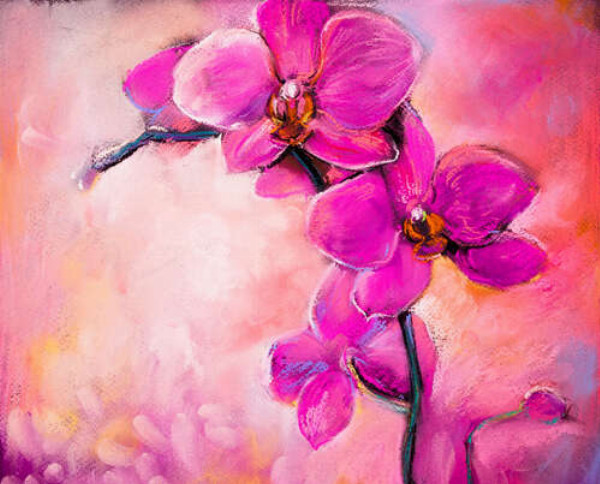 Пышное цветение розовых орхидей