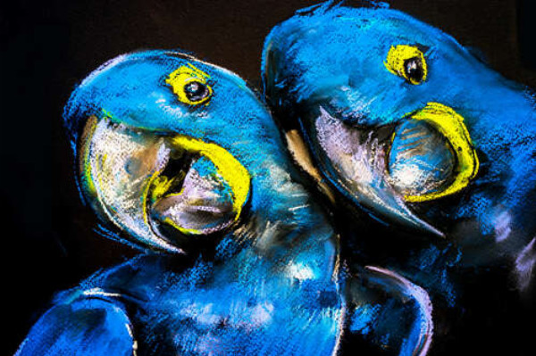 Закохана пара блакитних папуг