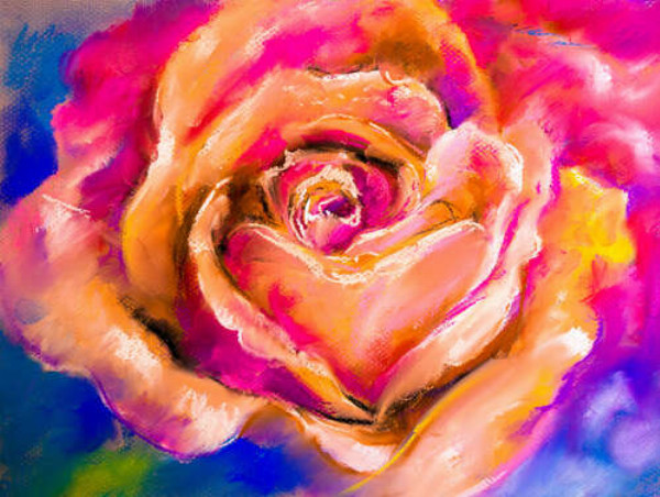 Кремово-рожеве поєднання кольорів на пелюстках троянди