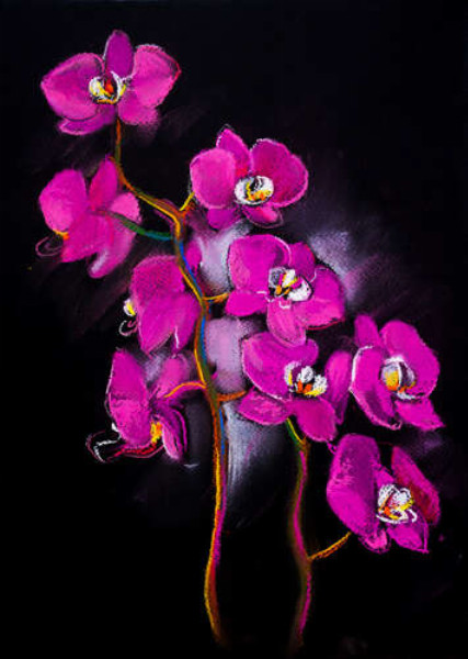 Вишукані гілки рожевих орхідей