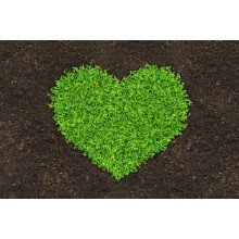Серце із пророслої на землі зелені