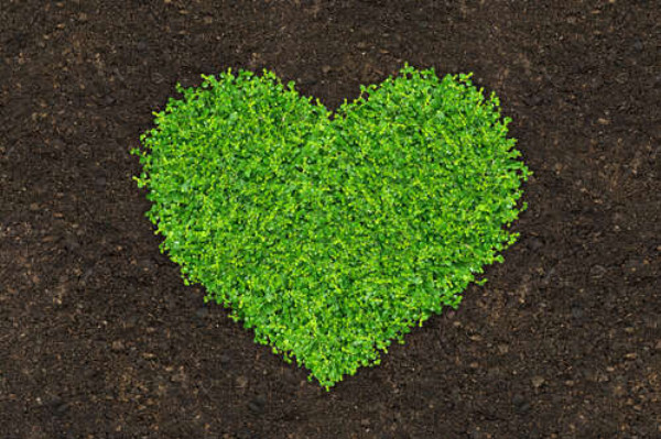 Сердце из проросшей на земле зелени