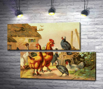 Домашние птицы, куры, утки и цесарка, гуляют по двору