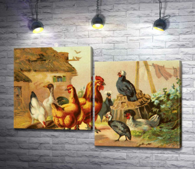 Домашние птицы, куры, утки и цесарка, гуляют по двору