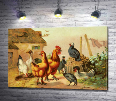 Домашние птицы, куры, утки и цесарка, гуляют по двору