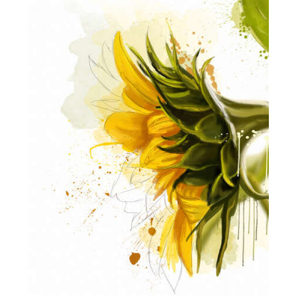 Ніжна голівка квітки соняшника