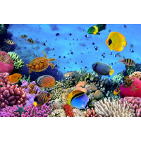 Богатый подводный мир кораллов и рыб