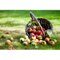 Соковиті яблука розсипались із корзини на траву