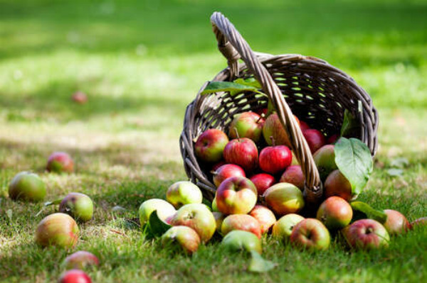 Сочные яблоки рассыпались из корзины на траву