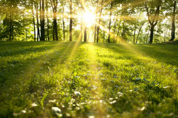 Солнце бросает лучи на сочную траву лесной поляны