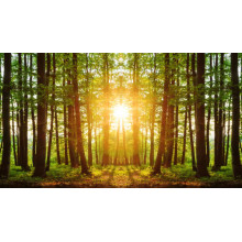 Стройные лесные деревья освещены солнечными лучами