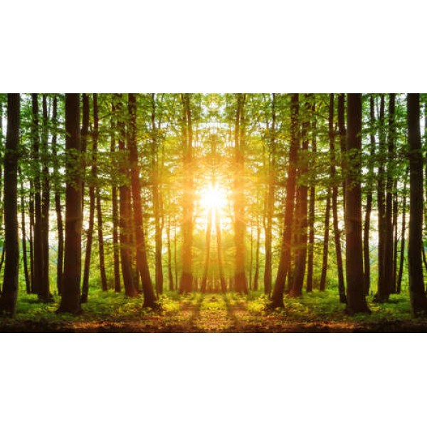 Стрункі лісові дерева освітлені сонячними променями