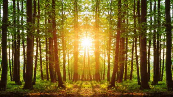 Стройные лесные деревья освещены солнечными лучами