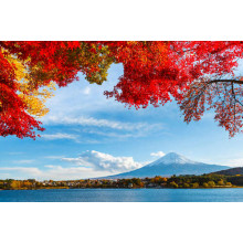 Вид на гору Фудзи (Mount Fuji) из тени осенних деревьев