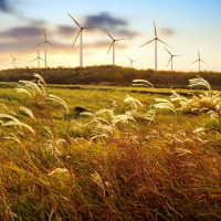 Ветряные электростанции возвышаются над полевыми травами