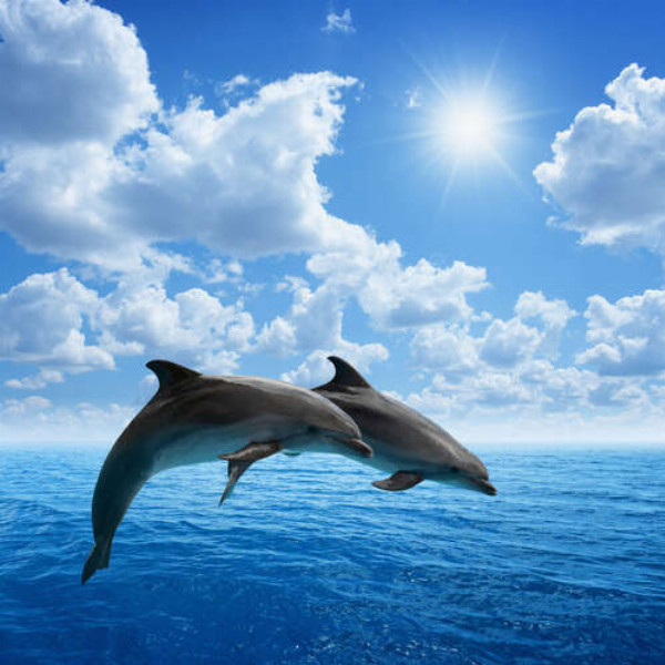 Пара дельфинов парит над поверхностью океана