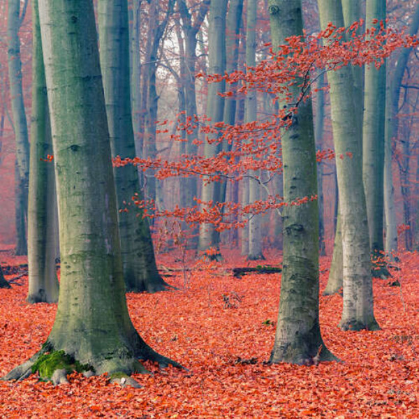 Осінній ліс покритий килимом червоного листя