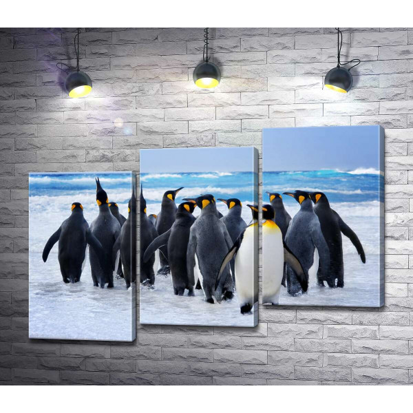 Группа королевских пингвинов направляется к океану
