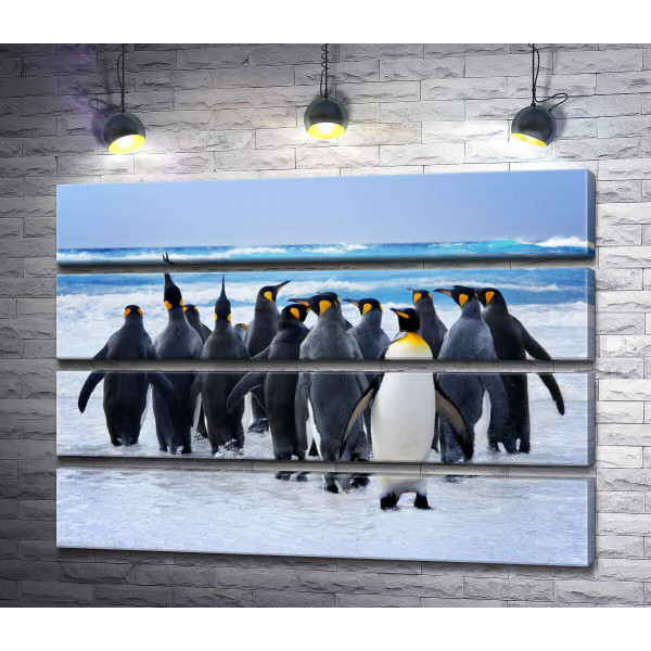 Группа королевских пингвинов направляется к океану