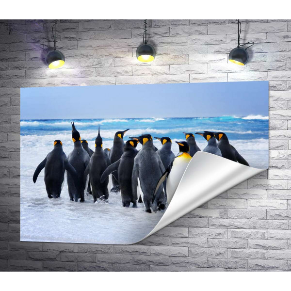 Група королівських пінгвінів прямує до океану