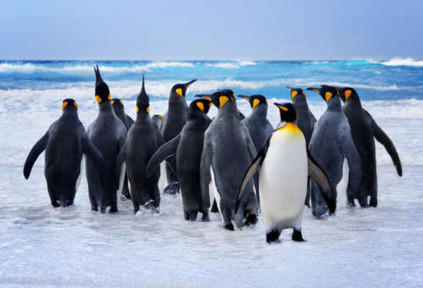 Група королівських пінгвінів прямує до океану