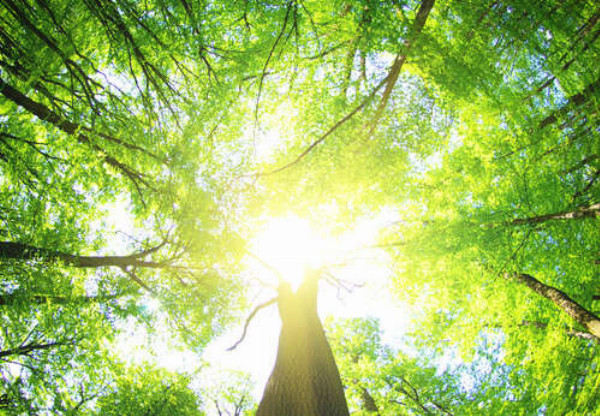 Сонячне проміння пробивається крізь зелене листя дерев