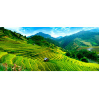Зеленые склоны рисовых полей