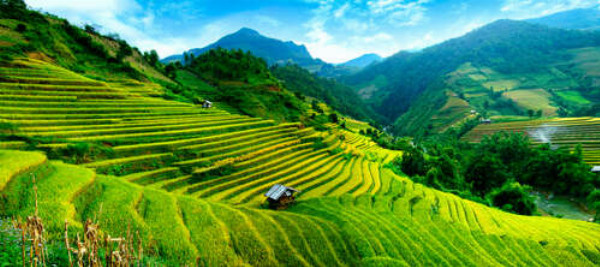 Зеленые склоны рисовых полей