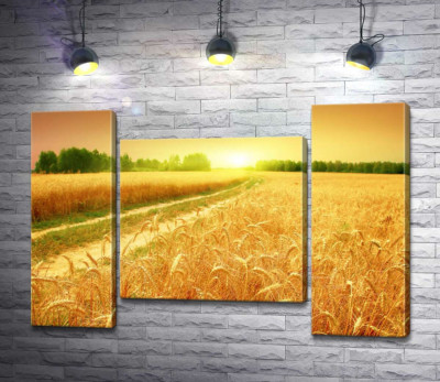 Модульная картина "Полевая дорога зеленой лентой проходит между желтыми колосьями пшеницы"
