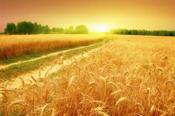 Полевая дорога зеленой лентой проходит между желтыми колосьями пшеницы