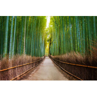 Рівна доріжка тягнеться крізь бамбуковий ліс