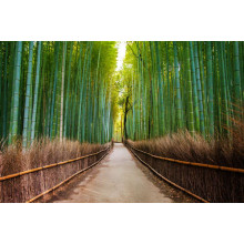 Ровная дорожка тянется сквозь бамбуковый лес