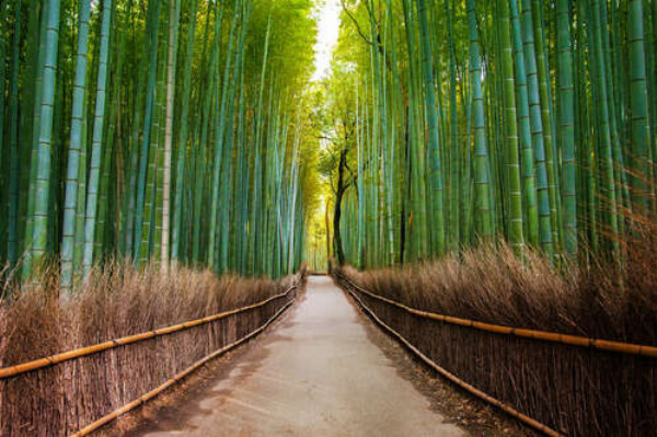 Ровная дорожка тянется сквозь бамбуковый лес