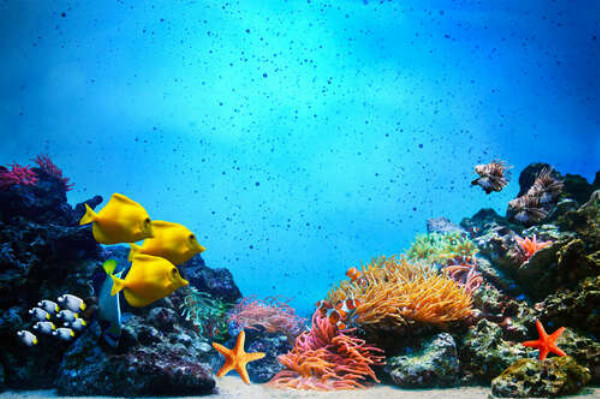 Морские жители плавают среди кораллов на дне океана