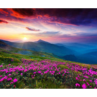 Рожеві квіти вкрили гірський схил
