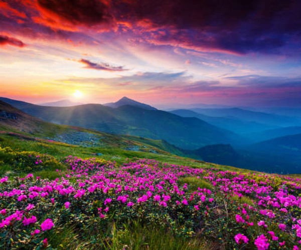Розовые цветы укрыли горный склон