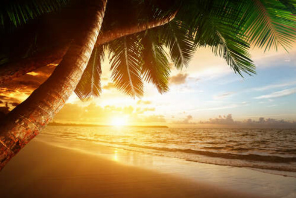 Вид на вечерний пляж с тени пальм