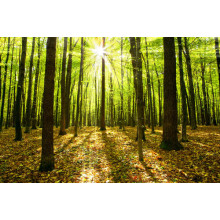 Сонячне проміння пробивається крізь зелене листя лісових дерев