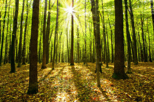 Солнечные лучи пробиваются сквозь зеленые листья лесных деревьев