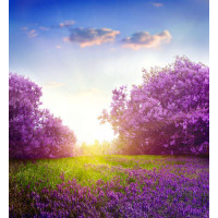 Весна буяет фиолетовыми цветами на поляне
