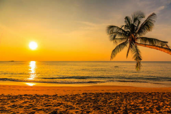 Пальмовые листья свисают над теплым песком вечернего пляжа