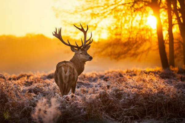Утренняя прогулка оленя по лужайке, покрытой инеем