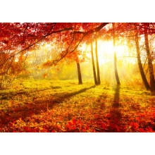 Осіннє сонце підсвічує червоне листя дерева